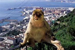 Gibraltar: Gibralter. Gibralter ape