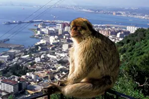 Gibraltar: Gibralter. Gibralter ape