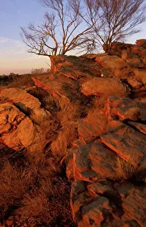 Gibson: Gibson Desert at sunset. Western Australia