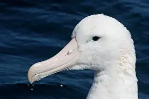 Gibson: Gibson's Albatross