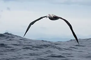 Albatrosses: Gibson's Albatross