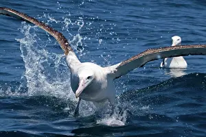 Gibson: Gibson's Albatross - in flight