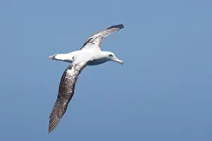 Albatrosses: Gibson's Albatross - in flight