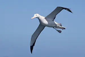 Albatrosses: Gibson's Albatross - in flight