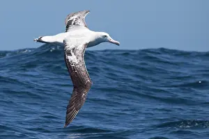 Albatrosses: Gibson's Albatross - in flight over sea