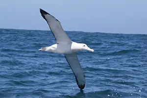 Albatrosses: Gibson's Albatross - in flight over sea
