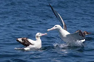 Epomophora: Gibson's Albatross - on the water