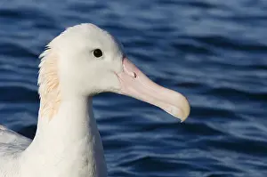 Procellariiformes: Gibson's antipodal albatross (Diomedea antipodensis gibsoni)