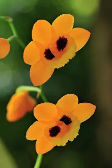 Dendrobium: Gibson's Dendrobium Orchid