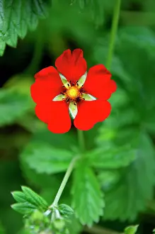 Potentilla: Gibson's Scarlet - Flowers produced throughout