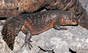 Egernia: Gidgee Skink