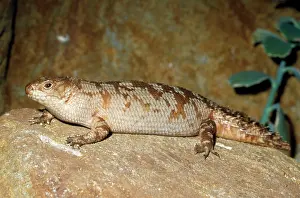 Skinks: Gidgee Skink - on rock