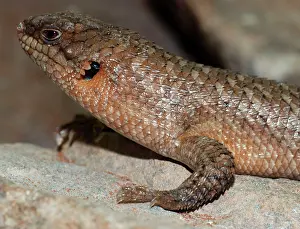 Skinks: Gidgee Skink, rocky areas in mountains