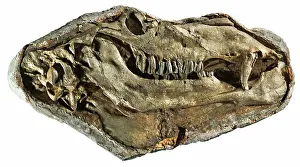 Camelid: Gigantocamelus Fossil