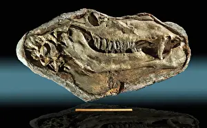 Camelid: Gigantocamelus Fossil