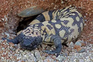 Heloderma: Gila Monster
