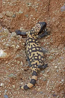 Heloderma: Gila Monster