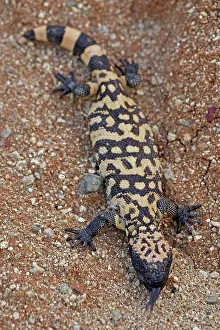 Heloderma: Gila Monster