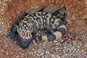 Heloderma: Gila Monster