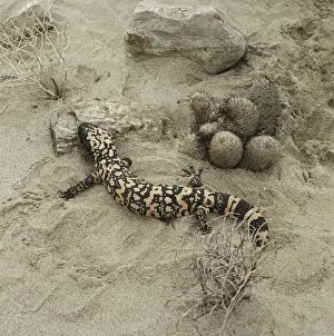 Heloderma: Gila Monster