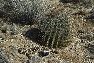 Heloderma: Gila Monster