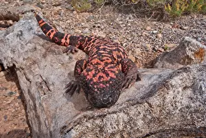 Heloderma: Gila Monster
