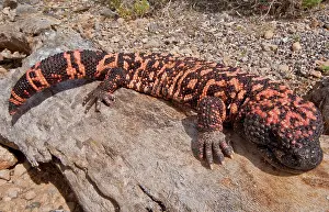 Heloderma: Gila Monster