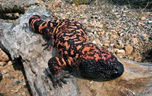 Heloderma: Gila Monster