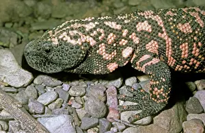 Heloderma: Gila Monster
