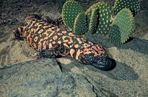 Heloderma: Gila Monster