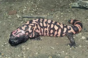 Heloderma: Gila Monster