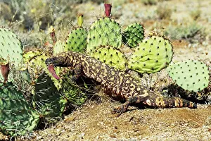 Heloderma: Gila Monster