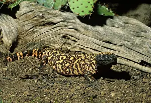 Heloderma: Gila Monster