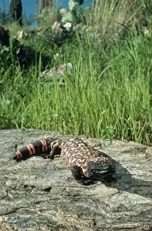 Sunning: Gila Monster