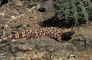 Heloderma: Gila Monster