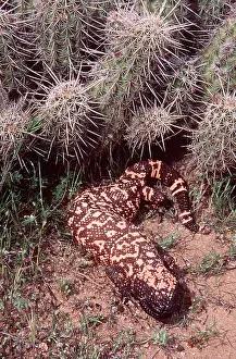 Monsters: GILA MONSTER