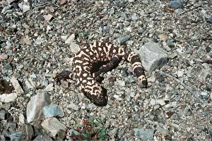 Monsters: GILA MONSTER