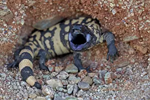 Heloderma: Gila Monster - defensive reaction