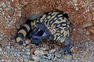 Heloderma: Gila Monster - defensive reaction
