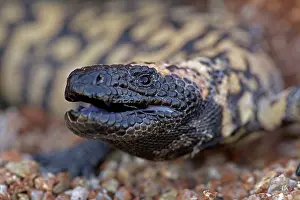 Heloderma: Gila Monster - defensive reaction