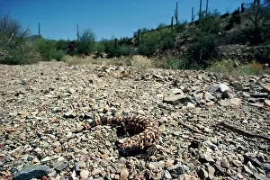 Heloderma: Gila Monster - in desert habitat