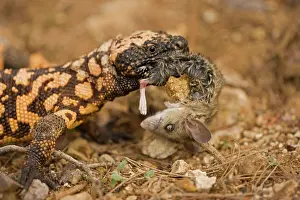 Grooved: Gila Monster - Eating a mouse, delivers venom through