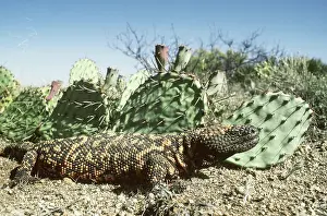 Heloderma: Gila Monster (Heloderma s. suspectum)