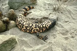 Heloderma: Gila Monster (Heloderma suspectum)