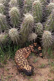 Heloderma: Gila Monster (Heloderma suspectum)-Arizona-One of only two v