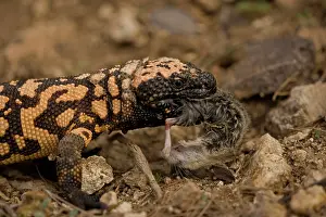 Swallowing: Gila Monster (Heloderma suspectum)- Eating a deer mouse - So