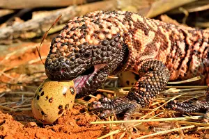 Heloderma: Gila monster (Heloderma suspectum) eating eggs