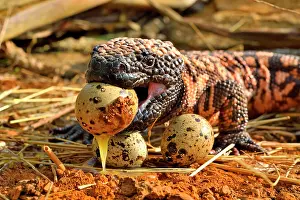 Heloderma: Gila monster (Heloderma suspectum) eating eggs