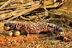 Heloderma: Gila monster (Heloderma suspectum) eating eggs
