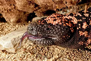 Heloderma: Gila Monster, Heloderma suspectum, Native